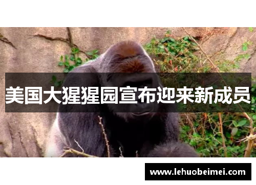 美国大猩猩园宣布迎来新成员